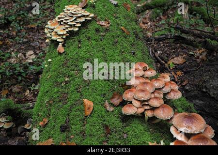 Das Brick Tuft (Hypholoma lateritium) vorne und das Schwefeltuft (Hypholoma fascuiculare) sind beides giftige Pilze, ein faszinationdes Foto Stockfoto