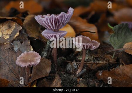 Laccaria amethystina, allgemein bekannt als der Amethyst-Betrüger, ist ein kleiner, hell gefärbter Pilz, der sowohl in Laub- als auch in Nadelbäumen für wächst Stockfoto