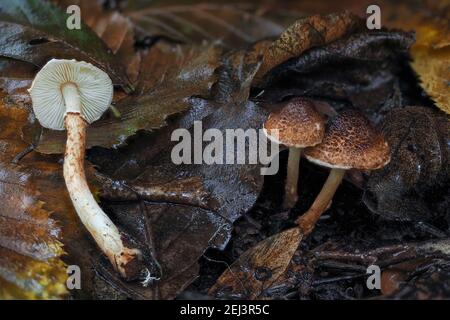 Der Kastaniendapperling (Lepiota castanea) ist ein tödlicher giftiger Pilz, ein fesselndes Foto Stockfoto