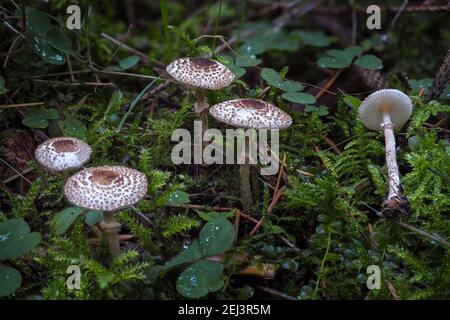 Der Kater-Dapperling (Lepiota felina) ist ein giftiger Pilz, ein fesselndes Foto Stockfoto