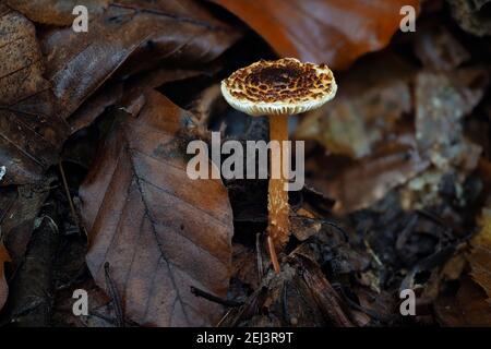 Der Kastaniendapperling (Lepiota castanea) ist ein tödlicher giftiger Pilz, ein fesselndes Foto Stockfoto