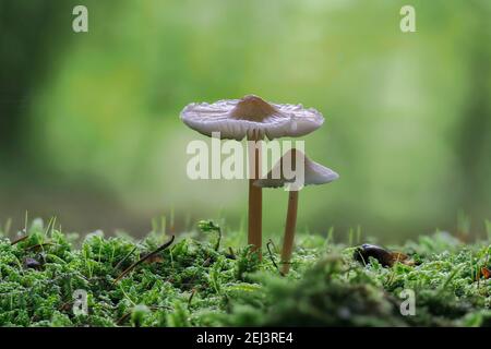 Die Haube (Mycena galericulata) ist ein ungenießbarer Pilz, ein fesselndes Foto Stockfoto