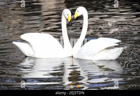 Peking, China. Februar 2021, 21st. Schwäne werden im Pekinger Zoo in Peking, der Hauptstadt Chinas, am 21. Februar 2021 gesehen. Die Temperaturen in den meisten städtischen Gebieten von Peking erreicht 20 Grad Celsius bis Mittag am Sonntag. Quelle: Ren Chao/Xinhua/Alamy Live News Stockfoto