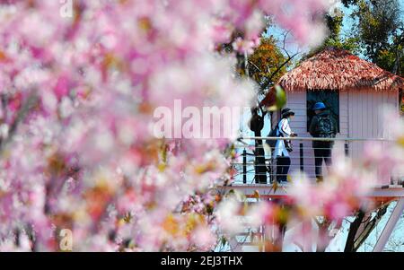 Fuzhou, Chinas Provinz Fujian. Februar 2021, 21st. Die Menschen genießen die Landschaft der Kirschblüten im Dorf Shadi in der Stadt Shangjie, Bezirk Minhou von Fuzhou, südöstlich der Provinz Fujian in China, 21. Februar 2021. Quelle: Wei Peiquan/Xinhua/Alamy Live News Stockfoto