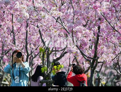 Fuzhou, Chinas Provinz Fujian. Februar 2021, 21st. Die Menschen genießen die Landschaft der Kirschblüten im Dorf Shadi in der Stadt Shangjie, Bezirk Minhou von Fuzhou, südöstlich der Provinz Fujian in China, 21. Februar 2021. Quelle: Wei Peiquan/Xinhua/Alamy Live News Stockfoto