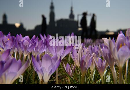 Dresden, Deutschland. Februar 2021, 21st. Krokusse blühen auf einer Wiese am Ufer der Elbe vor der Altstadt. Quelle: Robert Michael/dpa-Zentralbild/dpa/Alamy Live News Stockfoto