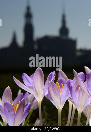 Dresden, Deutschland. Februar 2021, 21st. Krokusse blühen auf einer Wiese am Ufer der Elbe vor der Altstadt. Quelle: Robert Michael/dpa-Zentralbild/dpa/Alamy Live News Stockfoto