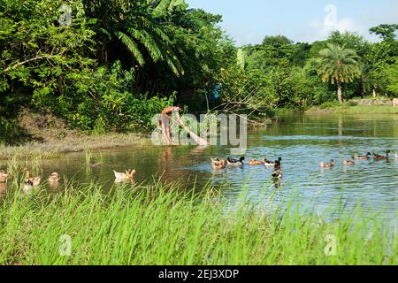 Schwäne am Ufer des Pond in Khulna, Bangladesch Stockfoto