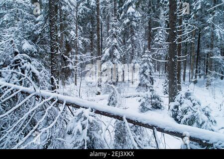 Ein verdunkelter, verschneiter borealer Wald mit schneebedeckten Bäumen und einem gefallenen Stamm im Vordergrund. Gedreht in Estland, Nordeuropa. Stockfoto