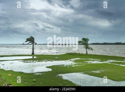 Schwäne am Ufer des Rupsha-Flusses in Khulna, Bangladesch Stockfoto