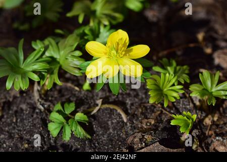 Nahaufnahme eines Eranthis hyemalis - Winterling Stockfoto