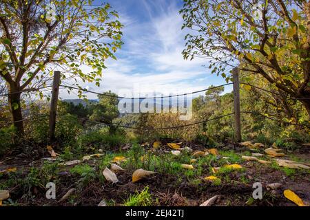 La temporada autumnal en el parque del Collserola vee muchas hojas caerse al suelo y dejan un paisaje con colores calidos. Stockfoto