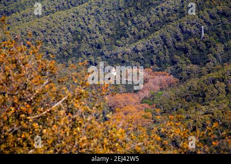 El paisaje natural de Collserola es sobre todo su vegetación. Árboles, arbustos y una multiplicidad de hierbas dan color, textura y volumen al mosaico Stockfoto