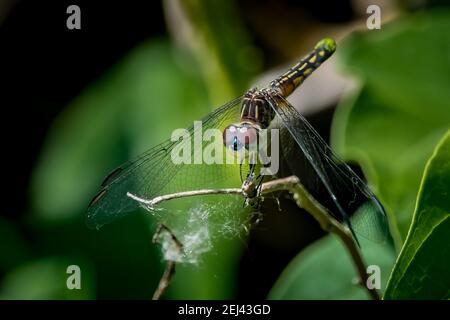 Eine weibliche Blaue Dasher Libelle (Pachydiplax longipennis), die in der Sommersonne auf einem Stock thront. Stockfoto