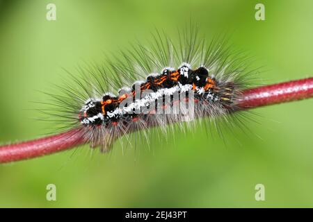 Gelb - Schwanz Euproctis imilis Caterpillar Stockfoto