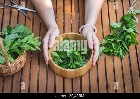 Frau hält Holzschüssel voll von frisch geernteten Minze Blatt für Kräutermedizin. Weibliche Hände mit Kräutern auf dem Tisch. Stockfoto