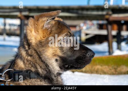 Ein Profilbild eines elf Wochen alten Schäferhundes. Blauer Himmel und Schnee im Hintergrund Stockfoto