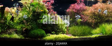 Die Ansicht des Süßwasseraquariums mit tropischen Fischen, Discus symphysodon mehrfarbige Cichliden mit Wasserpflanzen, fishnative amazonas Flussbecken Stockfoto