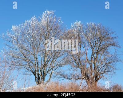 Dieses Foto von CB wurde am 17. Februar 2021 im Fort Williams Park in Cape Elizabeth, Maine, nach einem Eissturm aufgenommen. Stockfoto