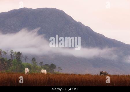 Weidende Pferde in launischen, gebirgigen ländlichen Landschaften bei Sonnenuntergang oder Sonnenaufgang auf der abgelegenen Halbinsel Knoydart in den schottischen Highlands, Westküste S Stockfoto