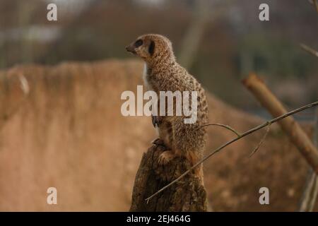 Erdmännchen (Suricata Surricata) im Chester Zoo, Cheshire Stockfoto