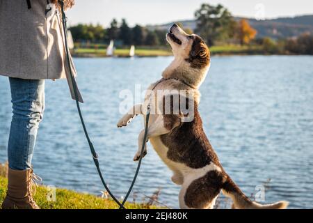 Haustierbesitzerin mit ihrem neugierigen glücklichen Hund, der im Freien spielt. Frau und verspielt niedlichen Mischlingshund springen. Stockfoto