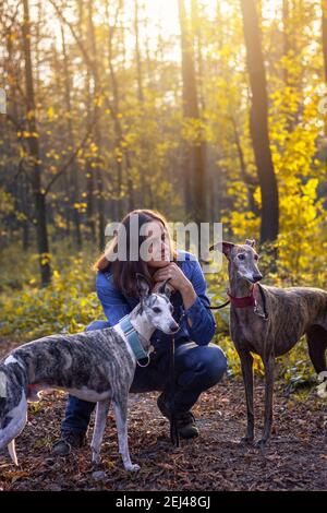 Frau mit ihren Hunden im Herbst im Wald. Spanischer Windhund und Whippet im Freien. Haustier-Besitzer und Hund genießen Spaziergang in der Natur während des Sonnenuntergangs Stockfoto