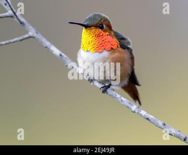 Allen's Hummingbird Erwachsener, männlich Stockfoto