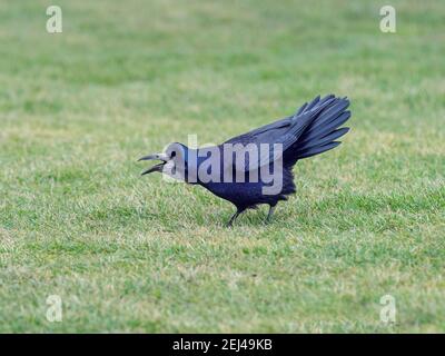 Rook Corvus frugilegus pair feeding in grassland East coast Norfolk Stock Photo