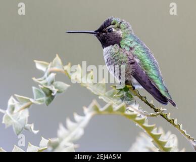 Annas Kolibri erwachsenes Männchen Stockfoto