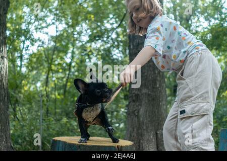 Kind spielen und trainieren französisch Bulldogge oder Welpe mit Stock Auf dem Spielplatz im Park Stockfoto