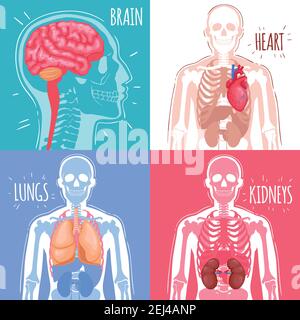 Design-Konzept der menschlichen inneren Organe mit Gehirn, Herz, Lunge, Nieren und Skelettstruktur isoliert Vektor-Illustration Stock Vektor