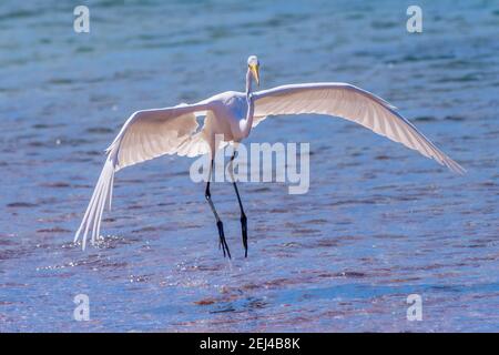 Ein großer Reiher (Ardea alba) kommt für eine Landung im Wasser vor der Küste von Baja California Sur, Mexiko. Stockfoto