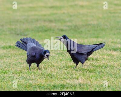 Rook Corvus frugilegus pair feeding in grassland East coast Norfolk Stock Photo