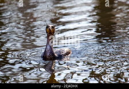 Kormoran-Vogel schwimmt in einem Fluss Stockfoto