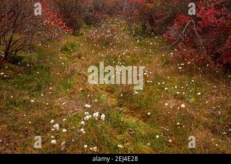 Baumwollgras ist eigentlich ein Sedge, die in Feuchtgebieten um die nördliche Hemisphäre wächst und ist abuandant in der Artik. Stockfoto