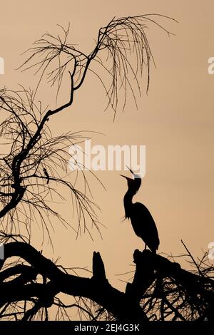 Ein grauer Reiher (Ardea cinerea) in Silhouette in einem Baum, Nordrhein-Westfalen, Deutschland Stockfoto