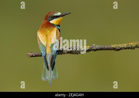 Europäischer Bienenfresser (Merops apiaster) auf Ast sitzend, Blick auf den Rücken, Nationalpark Neusiedler See, Burgenland, Österreich Stockfoto