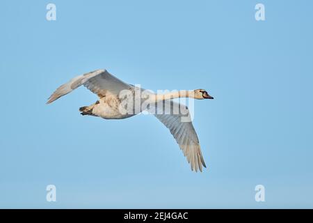 Stumme Schwan (Cygnus olor), fliegend, Bayern, Deutschland Stockfoto