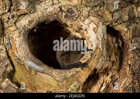 Nathusius-Pipistrelle (Pipistrellus nathusii) sitzt am Eingang eines Baumhöhls, Thüringen, Deutschland Stockfoto