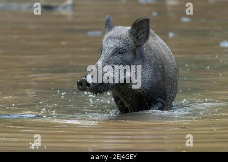 Wildschwein (Sus scrofa), Aussaat im Wasser, gefangen, Sachsen, Deutschland Stockfoto