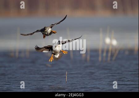 Gewöhnlicher Goldeneye (Bucephala clangula), Paar, das über Wasser fliegt, Kainuu, Finnland Stockfoto