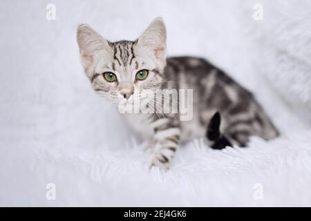 Kätzchen-Streifen auf weißem Hintergrund Stockfoto