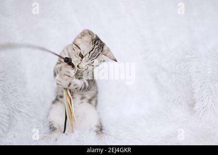 Kätzchen-Streifen auf weißem Hintergrund Stockfoto