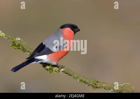 Eurasischer Gimpel, Gimpel (Pyrrhula pyrrhula), Männchen sitzend auf einem mit Flechten bedeckten Ast, Siegerland, Nordrhein-Westfalen, Deutschland Stockfoto