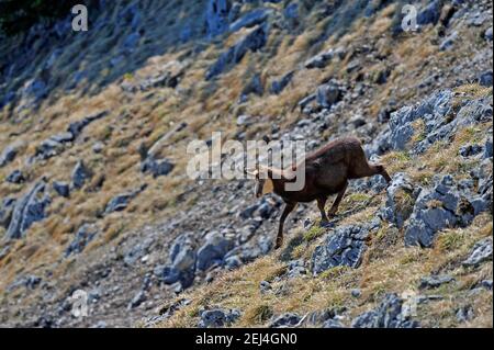 Alpengämse (Rupicapra rupicapra), Gämsen, die einen felsigen Berghang hinunterlaufen, Mangfallgebirge, Oberbayern, Bayern, Deutschland Stockfoto