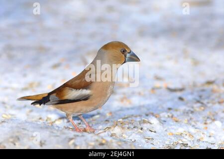 Hagefinch (Coccothraustes coccothraustes), Weibchen im Schnee an einer Futterstation, Siegerland, Nordrhein-Westfalen, Deutschland Stockfoto