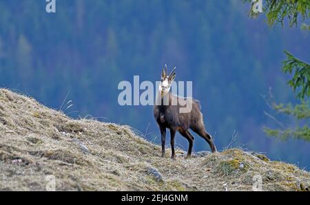 Alpengämchen (Rupicapra rupicapra), Gämsen, im Winterhaar, stehend auf Bergwiese, Bergwald dahinter, Mangfallgebirge, Ober Stockfoto