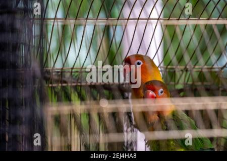 Lovebirds (lateinischer Name: Agapornis) in einem Käfig Stockfoto