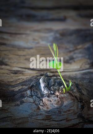 ZKleiner grüner Ableger, der aus einem alten gefallenen Baum wächst. Stockfoto